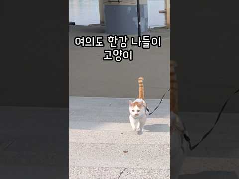여의도 한강 나들이 하는 고양이 레오