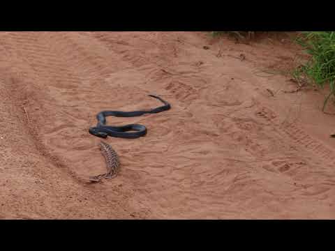 Black-Necked Spitting Cobra vs. Puff Adder II, Ruaha 2/2020
