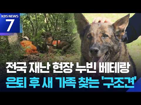 사람을 구해준 강아지 피코가 은퇴해서 새로운 가족을 찾고 있어요