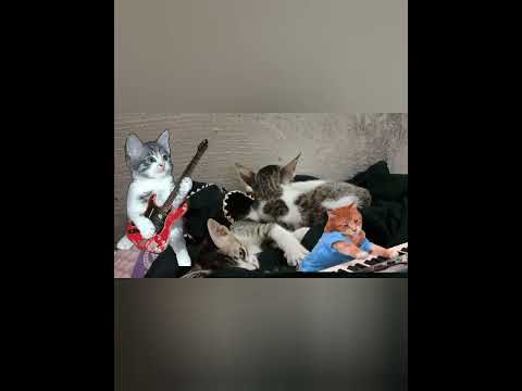 lovely cat,s🐈🐈🐈🐈