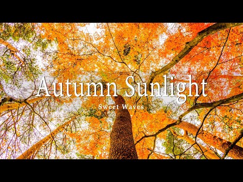 11 HRS Incredible Fall Foliage - Best 4K Autumn Nature Scenes from Around the World + Calming Music