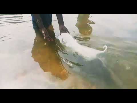 🥰neechal adi / do swimming 🥰# maiyuu lalithkumar# pomerian pet dog