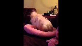 Funny bedtime ritual