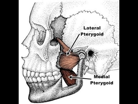 Exercises for the medial and lateral pterygoid