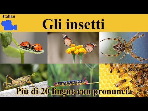 𝟒𝐊 𝐆𝐥𝐢 𝐢𝐧𝐬𝐞𝐭𝐭𝐢 𝐢𝐧 𝐈𝐭𝐚𝐥𝐢𝐚𝐧𝐨 / 𝐈𝐧𝐬𝐞𝐜𝐭𝐬 𝐍𝐚𝐦𝐞 𝐢𝐧 𝐈𝐭𝐚𝐥𝐢𝐚𝐧 / 𝐏𝐨𝐜𝐚𝐛𝐨𝐥𝐚𝐫𝐢𝐨 𝐞 𝐩𝐫𝐨𝐧𝐮𝐧𝐜𝐢𝐚