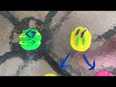 BY210 Mitosis Extra Credit