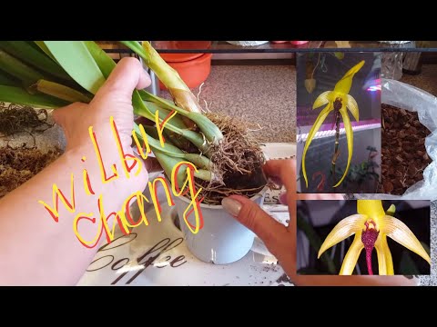 Bulb.Wilbur Chang  2 часть  Посадка деленки