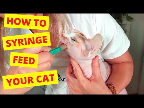 How To Syringe Feed Your Cat  (Learn from a Vet)