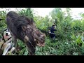 BUHAY BUNDOK:Paglilinis sa Bukid na Binisita ng mga Baboy-Ramo/Alingo/Wild Pig
