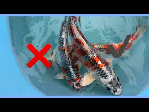 How to select koi fry