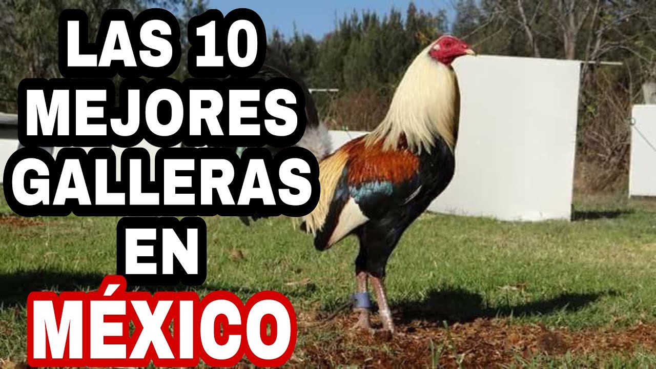 Las 10 mejores Galleras en México