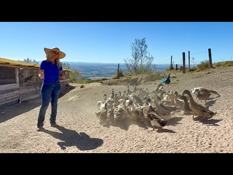 Visitando a bruta da roça e a bela criação de aves, ovos e plantas 