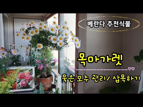 , title : '베란다 추천 꽃식물!!  #목마가렛 키우기/ 가지치기/삽목하기/병충해관리'