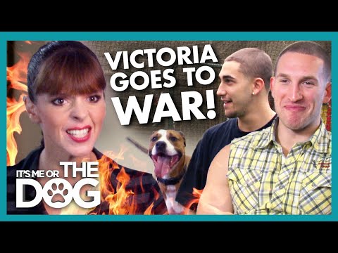 YouTube video about: Can you bring your dog to lazy dog?
