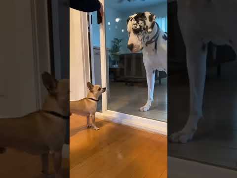 Barks Big... Until the Glass Door Opens 😂🐶 Chihuahua vs Great Dane