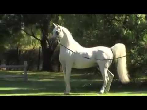 Hadban Al Shaqab (Ashhal Al Rayyan x Sundar Alisayyah) Arabians Horses