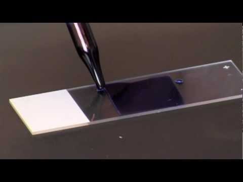 Staining Eukaryotic Cells