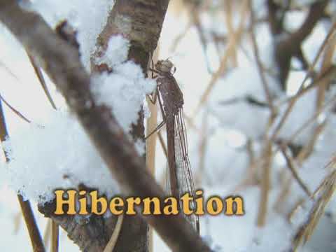 Life of Noordse winterjuffer (Sympecma paedisca) in the Netherlands, Brachytron 11(1)