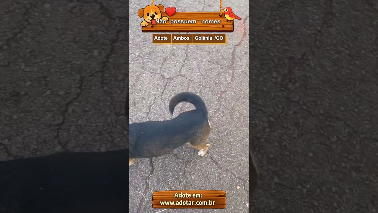 Cachorro raça SRD-ViraLata idade 2 anos nome Não possuem nomes