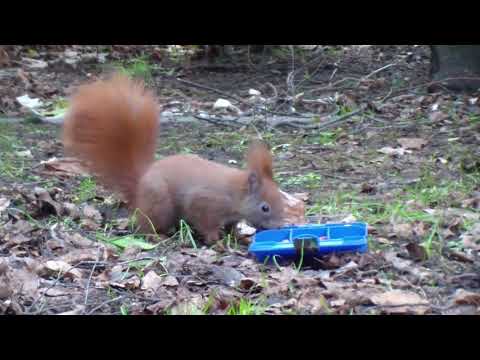 Eichhörnchen in Gleschendorf, im Wohlers Park und am Hamburger Hafenrand