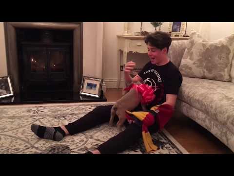 French bulldog puppy birthday surprise, priceless!