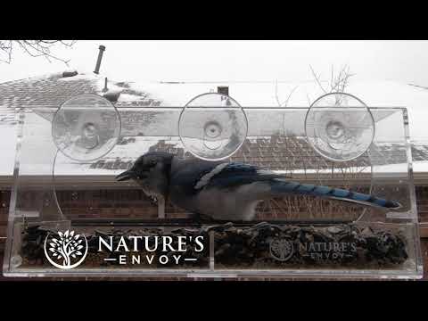 Panoramic 3 Intro | Window Bird Feeder | Nature's Envoy