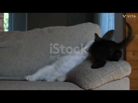 #best #cat#video #2023 #youtube #animals #video #anushka #krish#animals #channel