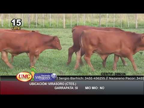 Lote 110 Terneros en Virasoro, Corrientes