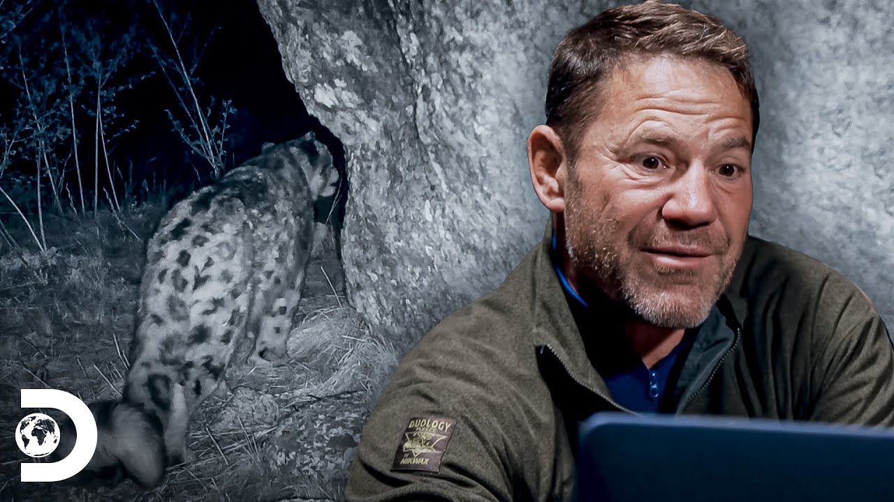 Em busca do leopardo-das-neves | Planeta Desconhecido com Steve Backshall | Discovery Brasil