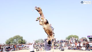 New Marwadi Dj Song  New Rajasthani Camel Dance  �