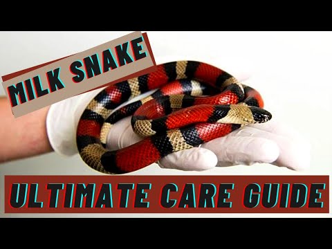 Korovka mliečna (Lampropeltis triangulum) — komplexný sprievodca starostlivosťou