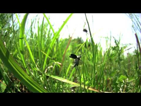 ヒゲブトハナムグリの飛翔　高速度