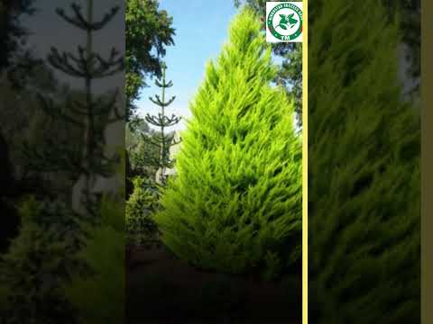 Green Cypress Plant