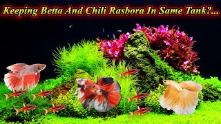 Can We Keep Betta Fish And Chili Rasbora In Same Tank? Any Problems With Size? / Fish Aquarium Tamil