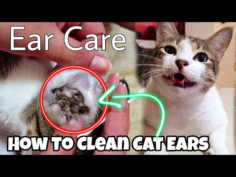I tried cleaning my cat ears with a lot of earwax! Earmites solution!