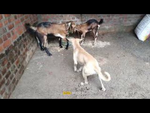 funny animal world | funny animals | fluppy | tiktok dogs