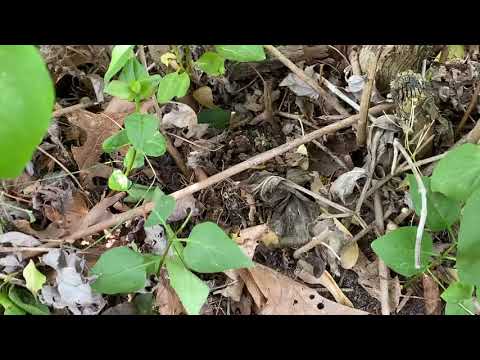 Ant Colony Hiding in a Shrub in Toms River, NJ