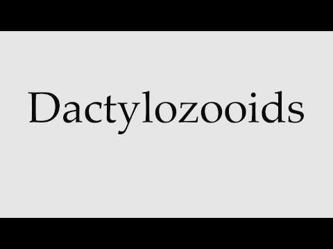 How to Pronounce Dactylozooids