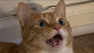 When Cats Are Totally Confused 😹