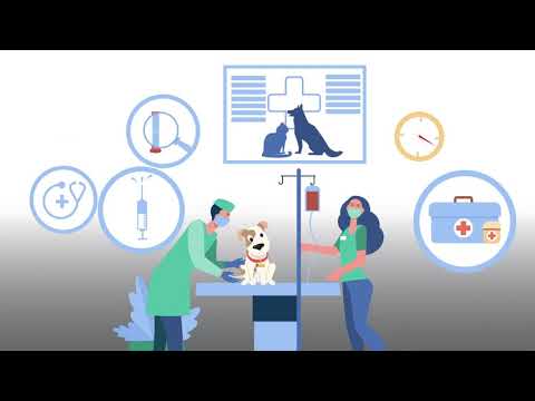 What happens when my pet comes for a dental cleaning?