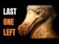 While The World Tries To Bring Back The Dodo This Little Dodo Is Vanishing Manumea Documentary