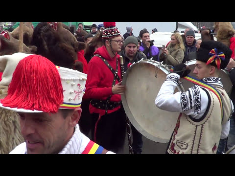 Printre urșii din Asău