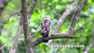 今季初のカンムリワシ幼鳥(動画あり)