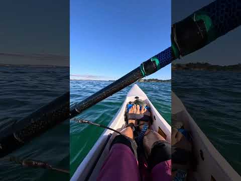 Decent snapper! #kayak #surfski #snapper #seagulls