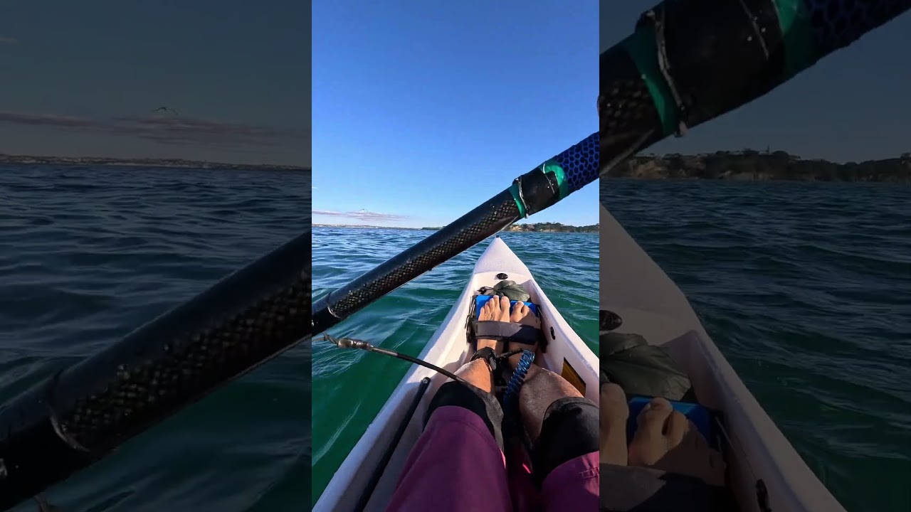Decent snapper! #kayak #surfski #snapper #seagulls
