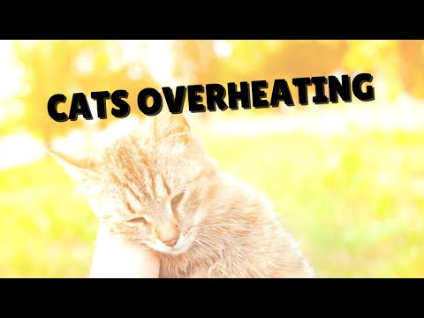 Helping Cats From Overheating | Two Crazy Cat Ladies
