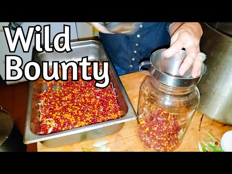 Fruit Leather and Soda!  Autumn Olive Abundance
