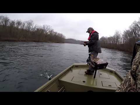 download lagu mp3 mp4 When Do Shad Start Running, download lagu When Do Shad Start Running gratis, unduh video klip When Do Shad Start Running