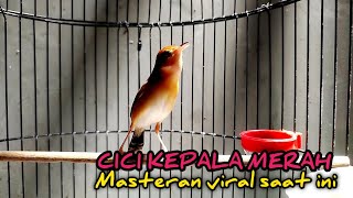 Download lagu MASTERAN CICI PADI kepala merah sangat ajib dan gurih buat burung juara‼️ mp3