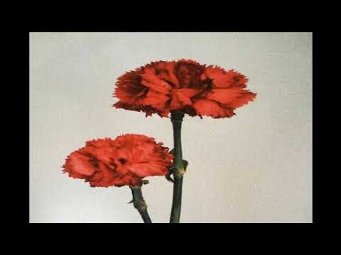 Masstripp - Gül Güzeli @2017